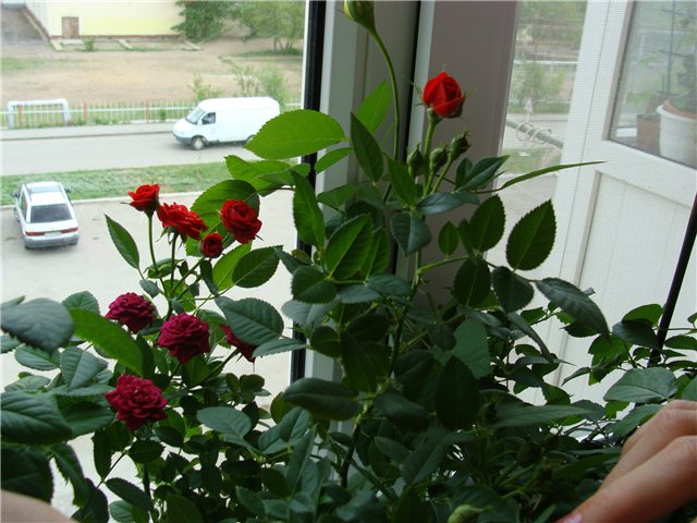 Комнатные розы - как следить за растением зимой? - днепродзержинск.
