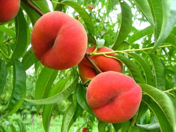 Учимся выращивать персики - Каменское (Днепродзержинск)
