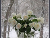 растен1