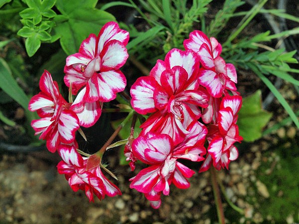 Пеларгония королевская – королева среди комнатных цветов