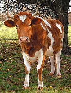 Стоковые фотографии по запросу Копыта коров