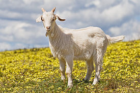Виды кормов для коз