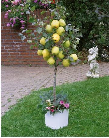 Выращивание яблок | Современный ландшафт, Современный ландшафтный дизайн, Фото дерево