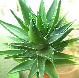 aloe 1