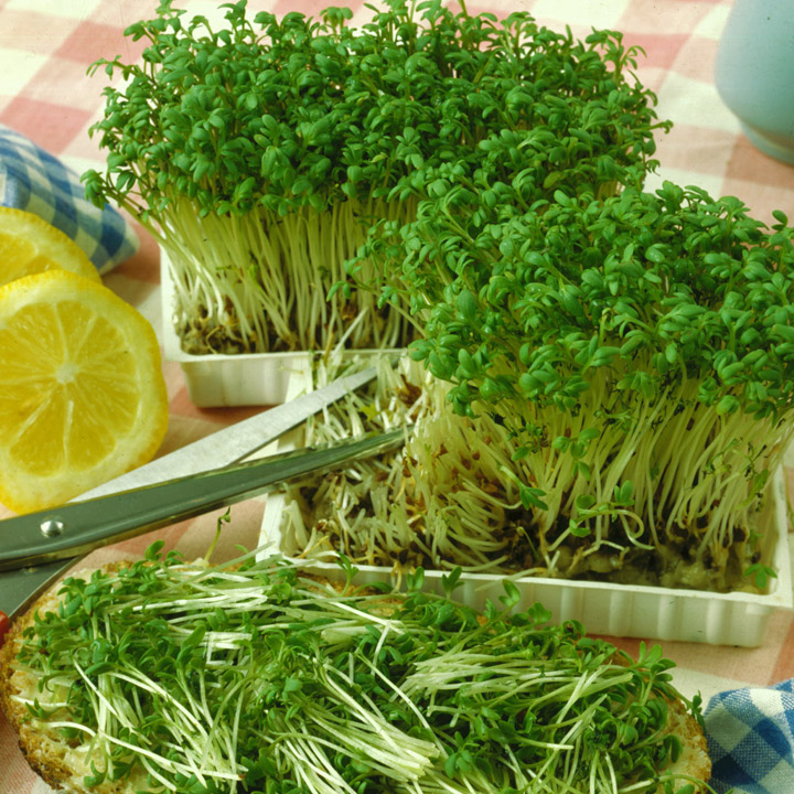 4 способа выращивания витаминной зелени – кресс-салат на окне! | Флористикс Инфо | Дзен