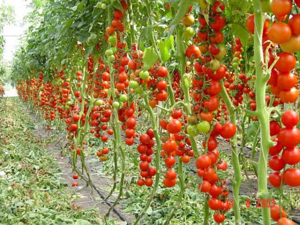 томаты 2