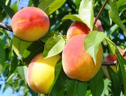 Выращивание персика из косточки - Каменское (Днепродзержинск)