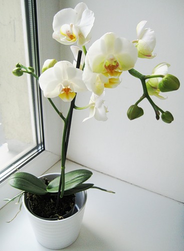 орхидея 2