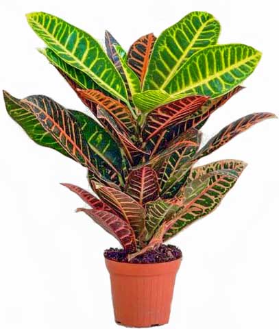 Домашнее растение с разноцветными листьями