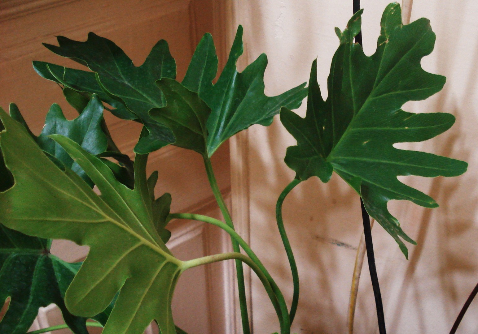 Растения с резными. Филодендрон дольчатый. Филодендрон с резными листьями. Филодендрон гитаролистный.